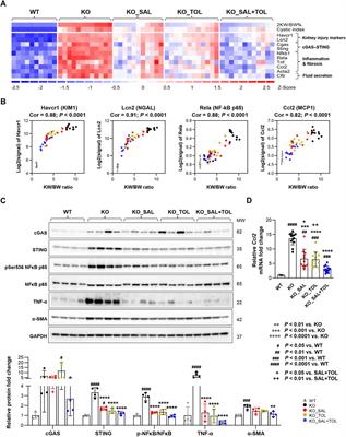 Preclinical evaluation of tolvaptan and salsalate combination therapy in a Pkd1-mouse model